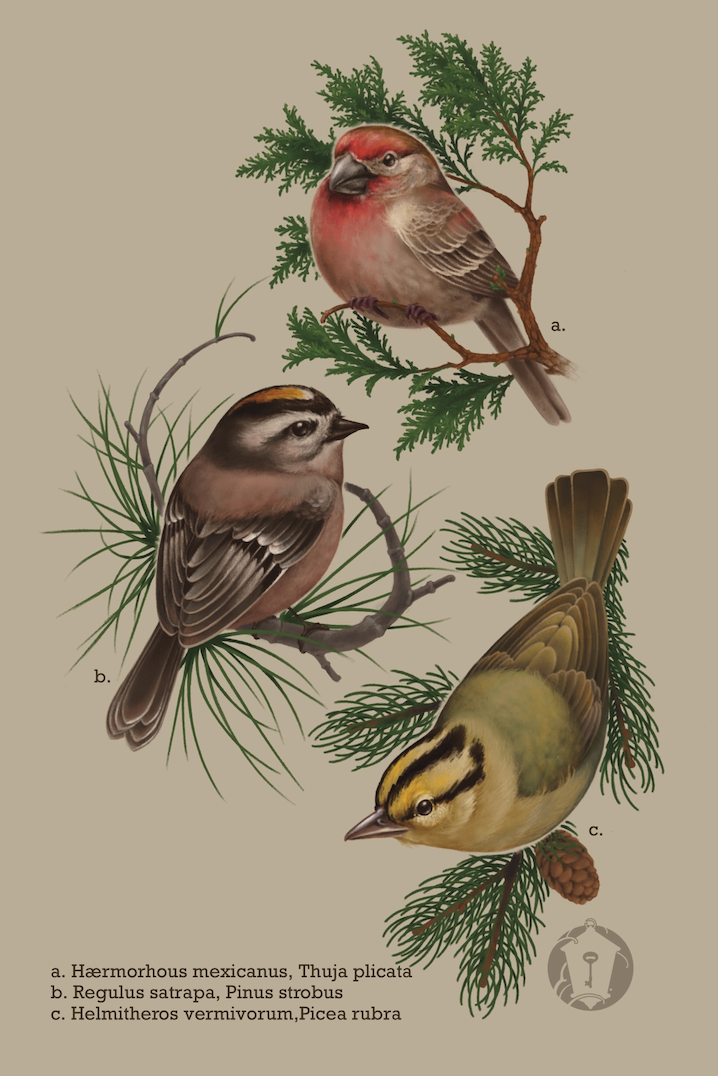 Birds and evergreens, L'Hermite