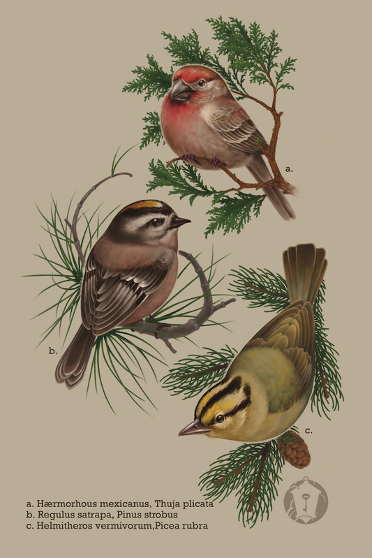 Birds and evergreens, L'Hermite