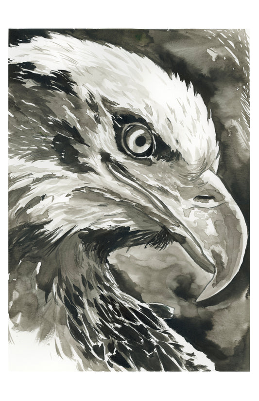 aigle